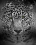An Intense Stare by Jai Johnson