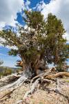 Ancient Bristlecone Pine Forest in the White Mountains, California by Panoramic Images