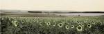 Andalusian Sun Flowers by Alan Blaustein