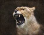 Angry Lioness Portrait by Jai Johnson