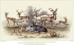 Antelope Varieties by J. Stewart
