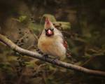 Anticipating Winter Cardinal 1 by Jai Johnson