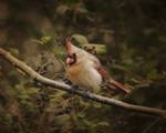 Anticipating Winter Cardinal 2 by Jai Johnson