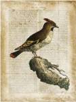 Antiquarian Birds III by Vision Studios