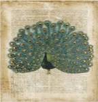 Antiquarian Birds V by Vision Studios