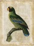 Antiquarian Birds VI by Vision Studios