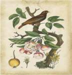 Antique Bird in Nature I by Eduardo Sales