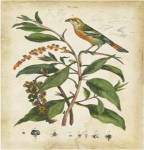 Antique Bird in Nature IV by Eduardo Sales