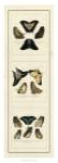 Antique Butterfly Panel I by Jablonsk