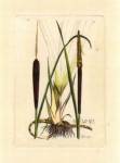 Antique Cattail I by Samuel Curtis