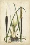 Antique Cattail I by Edward S. Curtis