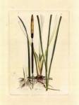 Antique Cattail II by Samuel Curtis