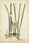 Antique Cattail II by Edward S. Curtis