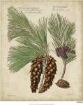 Antique Conifers II by Henry Fletcher