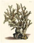 Antique Coral II by Vision Studios