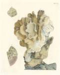 Antique Coral IV by Vision Studios