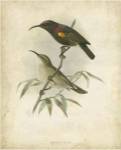 Antique Gould Hummingbird II by John Gould