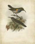 Antique Gould Hummingbird III by John Gould