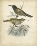 Antique Gould Hummingbird IV by John Gould