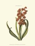 Antique Hyacinth V by Trew