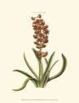 Antique Hyacinth VII by Trew