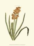 Antique Hyacinth VIII by Trew