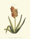 Antique Hyacinth XV by Trew