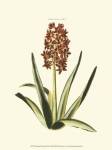 Antique Hyacinth XVI by Trew