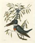Antique Kingfisher II by Mark Catesby