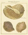 Antique Martini Shells I by F Martini