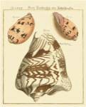 Antique Martini Shells II by F Martini