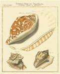 Antique Martini Shells III by F Martini