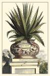 Antique Munting Aloe I by Abraham Munting