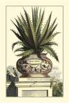 Antique Munting Aloe I by Abraham Munting