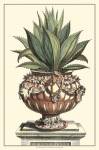 Antique Munting Aloe IV by Abraham Munting