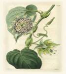Antique Passionflower I by Alicia Ludwig