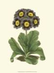 Antique Primula I by Frederick W. Watts