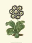 Antique Primula II by Frederick W. Watts
