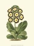 Antique Primula III by Frederick W. Watts