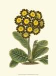 Antique Primula IV by Frederick W. Watts