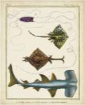 Antique Rays & Fish I by Chevillet