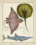 Antique Rays & Fish II by Chevillet