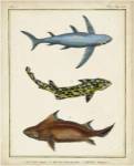 Antique Rays & Fish III by Chevillet