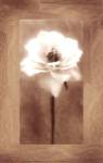 Antique Rose by Zalewiski