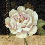 Antique Still Life Peony by Pamela Gladding