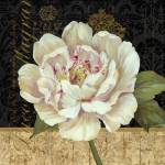 Antique Still Life Peony by Pamela Gladding