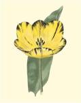 Antique Tulip II by Frederick W. Watts