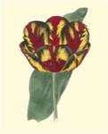 Antique Tulip III by Frederick W. Watts