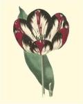 Antique Tulip IV by Frederick W. Watts