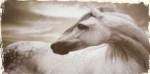 Appaloosa by Judy Mandolf